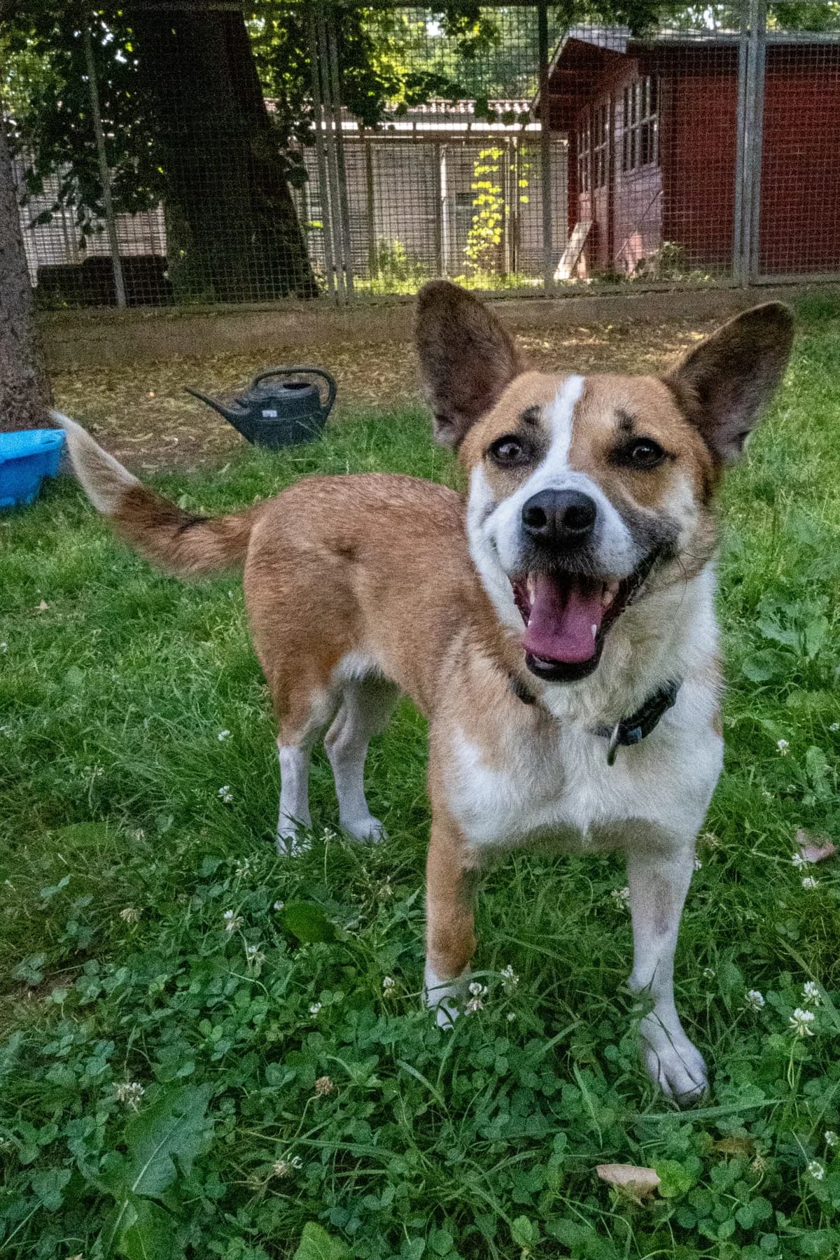 Majla,  Mixed Breed for adoption at TSV Gießen und Umgebung e.V., Gießen