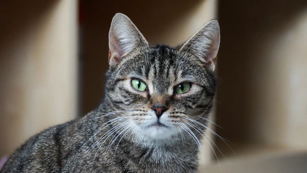 Mari,  Mixed Breed for adoption at TSV Gießen und Umgebung e.V., Gießen