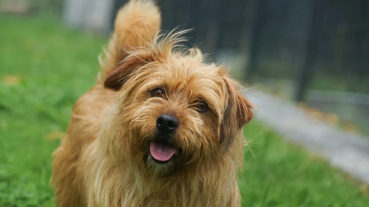 Mauritz,  Mixed Breed for adoption at TSV Gießen und Umgebung e.V., Gießen