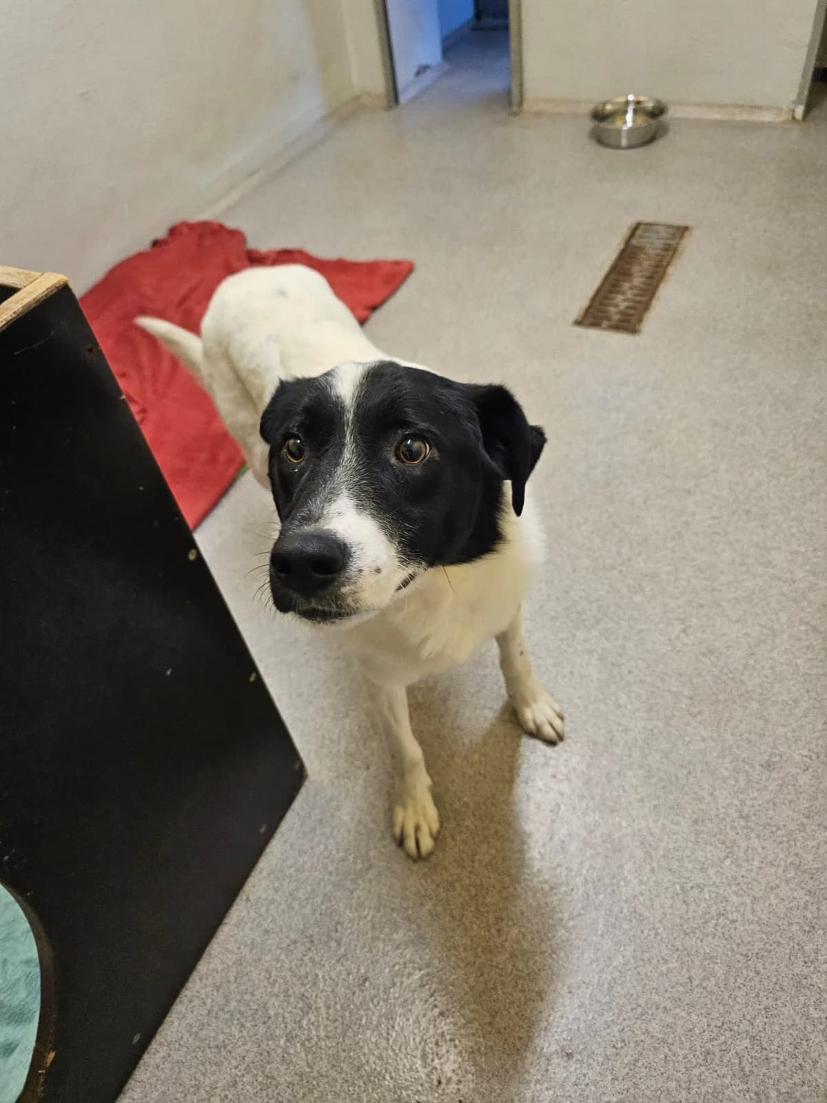 Murphy,  Mixed Breed for adoption at TSV Gießen und Umgebung e.V., Gießen