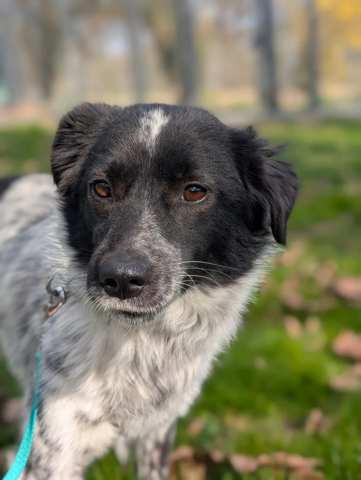 Namika,  Mixed Breed for adoption at TSV Gießen und Umgebung e.V., Gießen