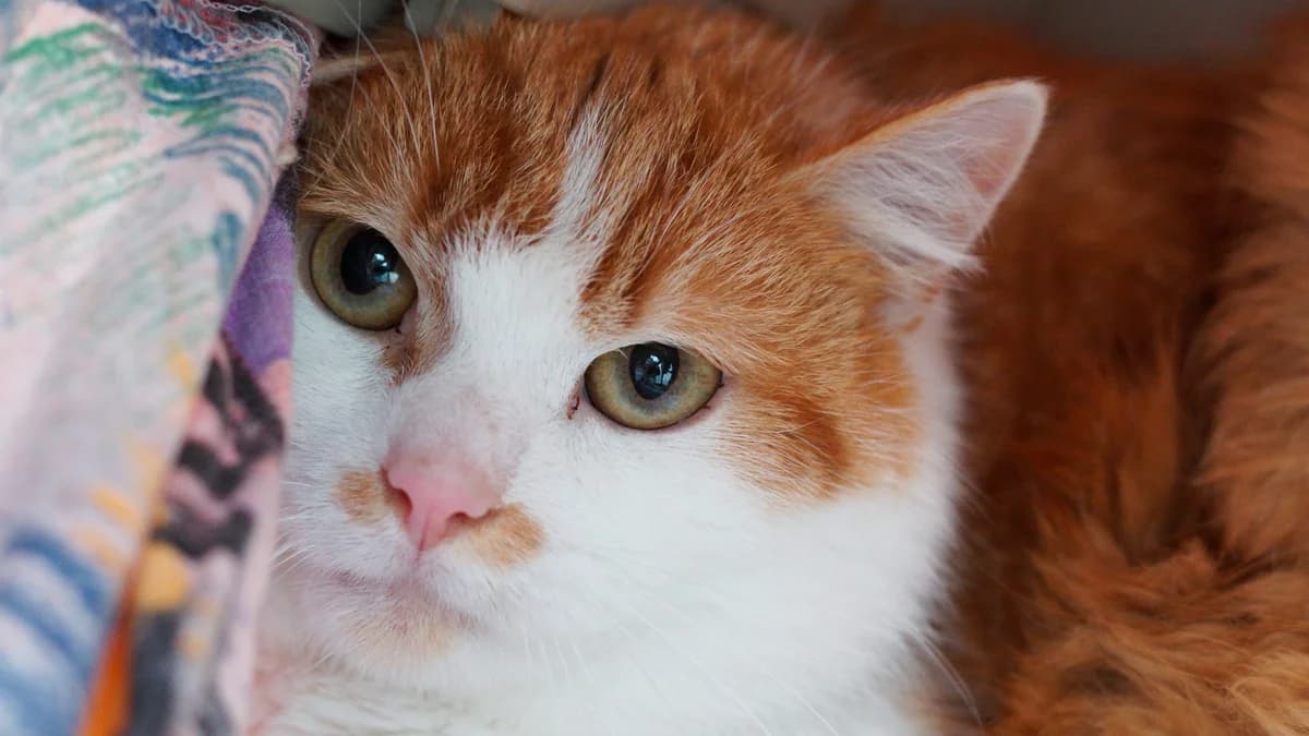 Olrik,  Mixed Breed for adoption at TSV Gießen und Umgebung e.V., Gießen