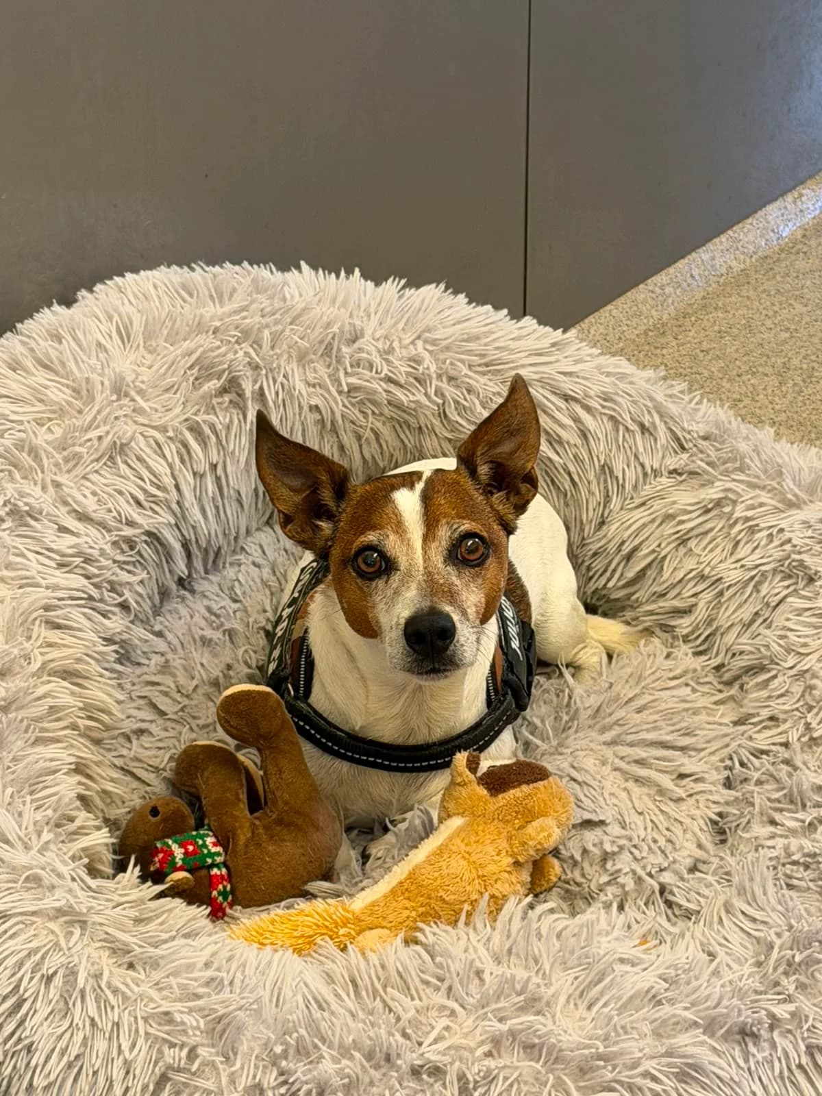 Oskar, Mixed Breed (TSV Gießen und Umgebung e.V.)