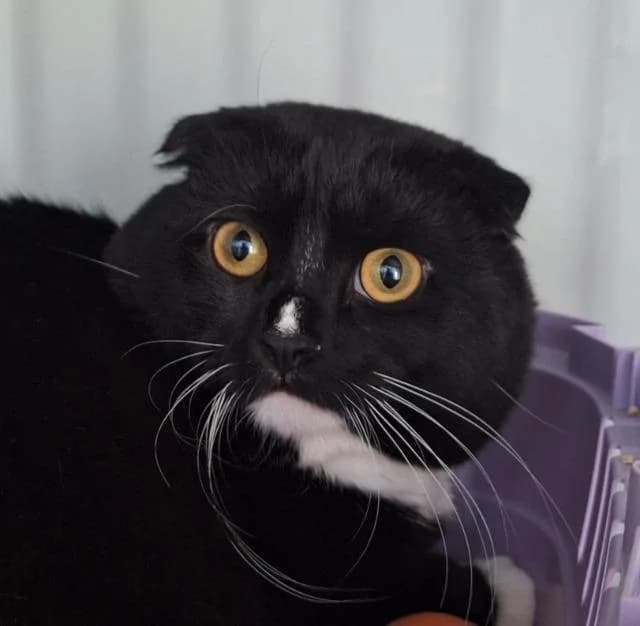 Patrick,  Mixed Breed for adoption at TSV Gießen und Umgebung e.V., Gießen