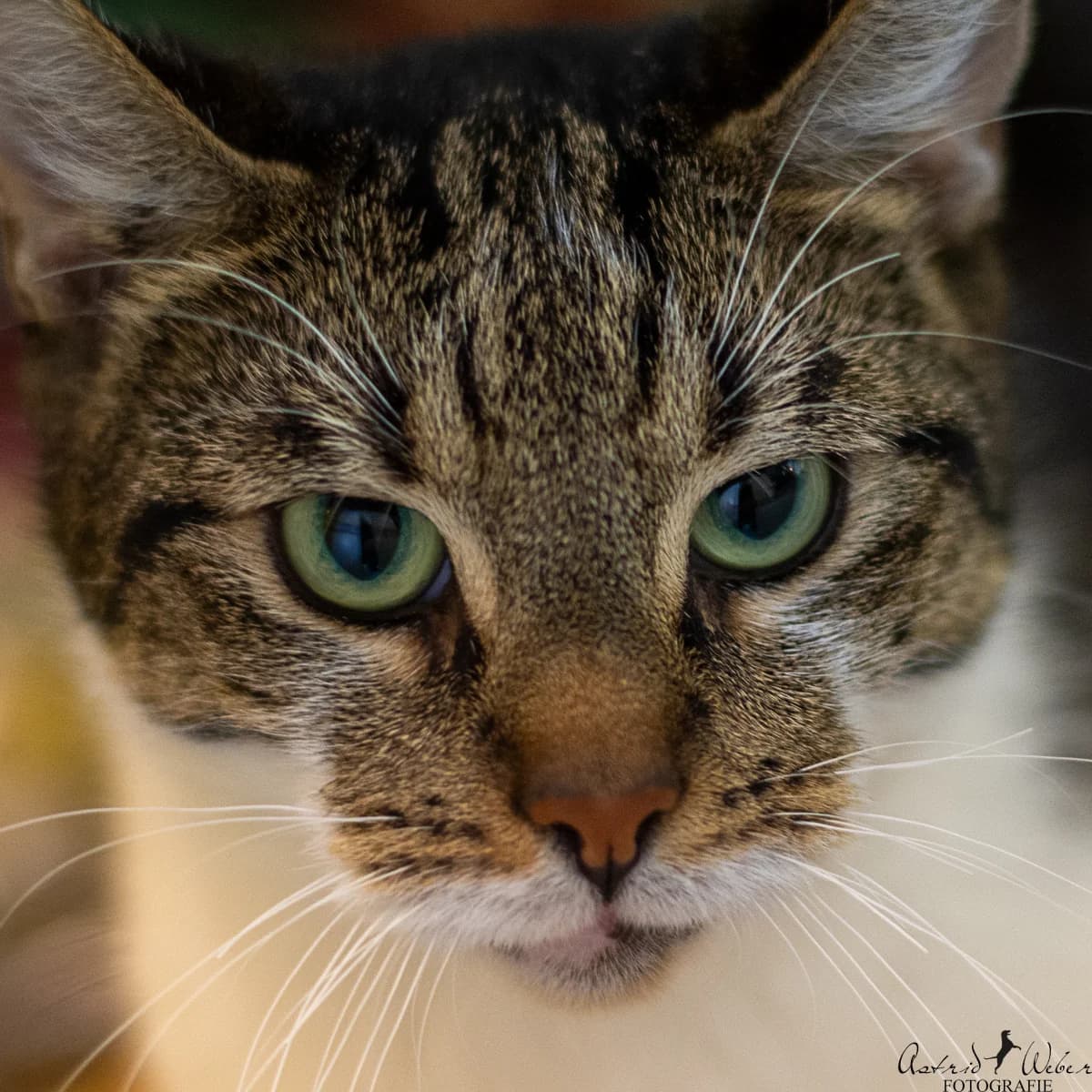Pino,  Mixed Breed for adoption at TSV Gießen und Umgebung e.V., Gießen