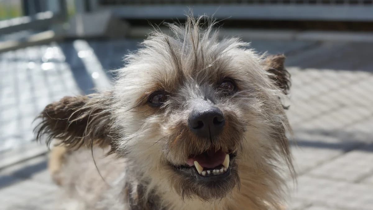 Pippa, Mixed Breed (TSV Gießen und Umgebung e.V.)