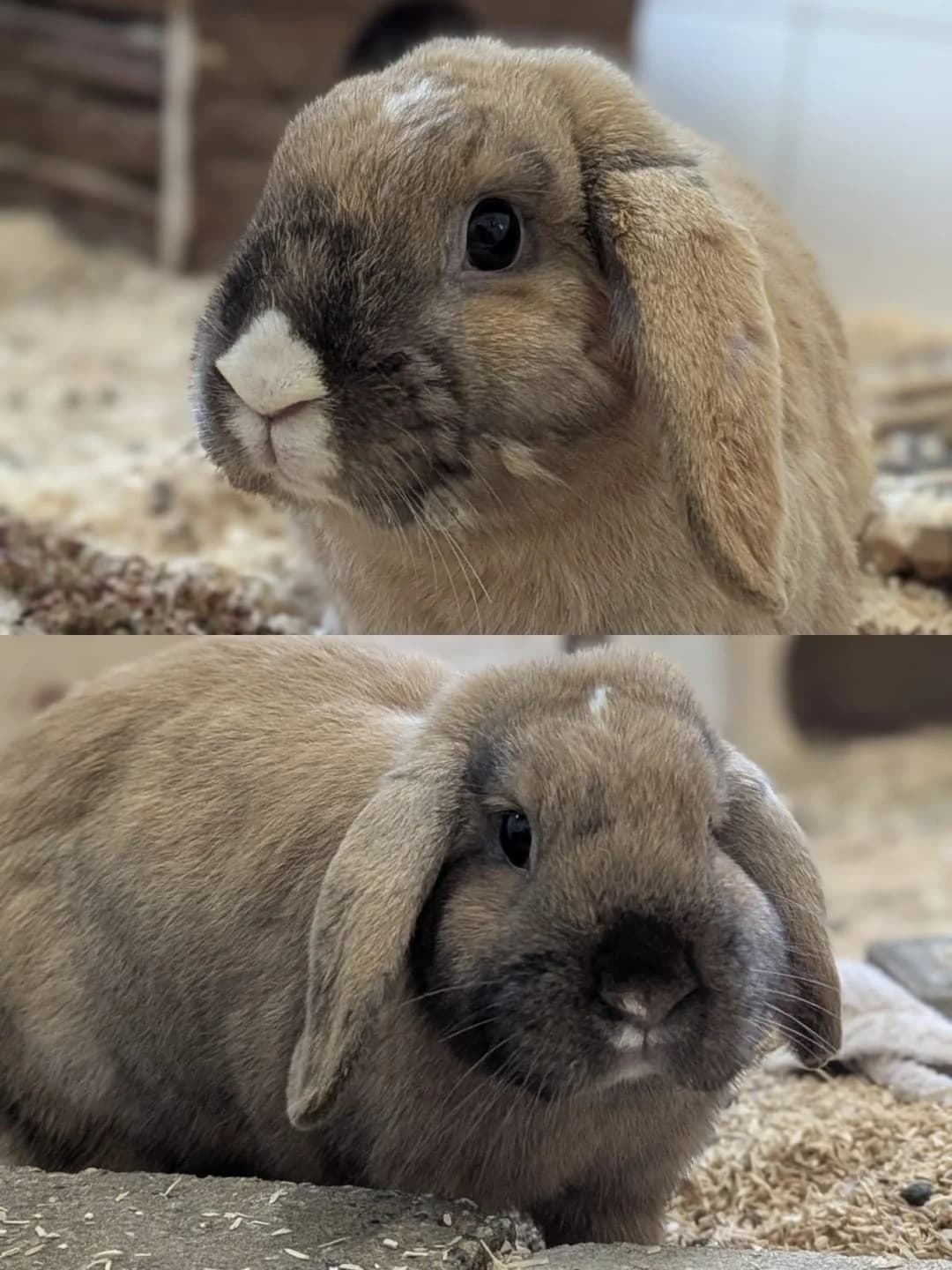 Queen und King,  Mixed Breed for adoption at TSV Gießen und Umgebung e.V., Gießen