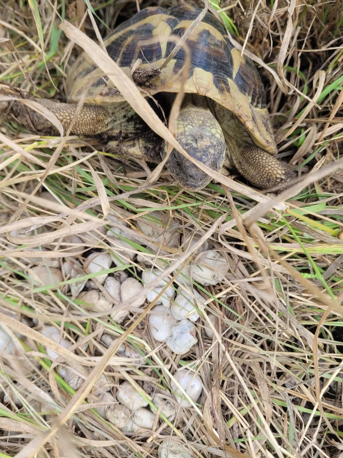 Raphael,  Mixed Breed for adoption at TSV Gießen und Umgebung e.V., Gießen