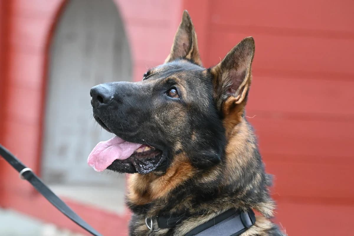 Rasco – Reserviert, Mixed Breed for adoption at TSV Gießen und Umgebung e.V., Gießen
