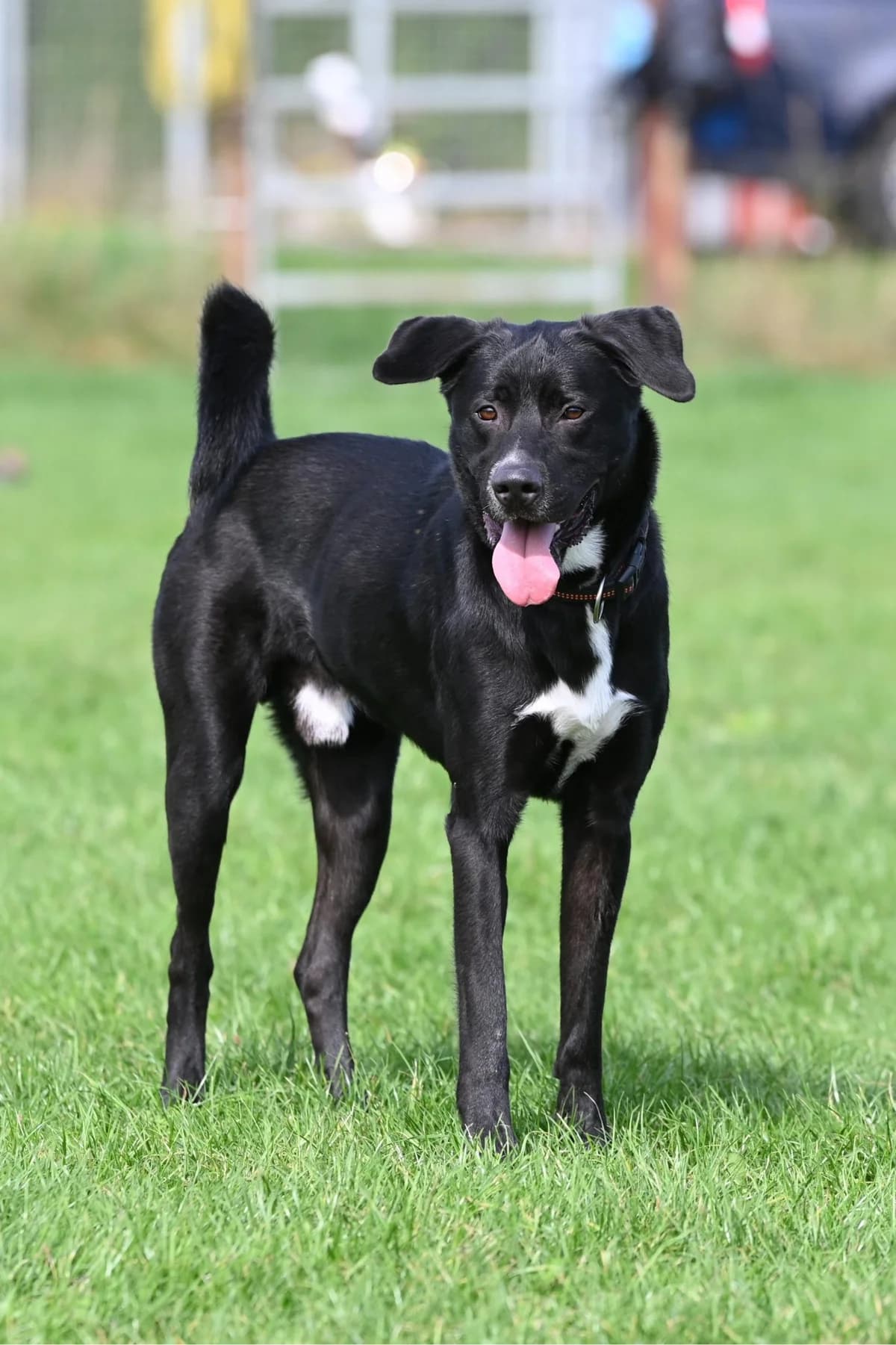 Rocky,  Mixed Breed for adoption at TSV Gießen und Umgebung e.V., Gießen