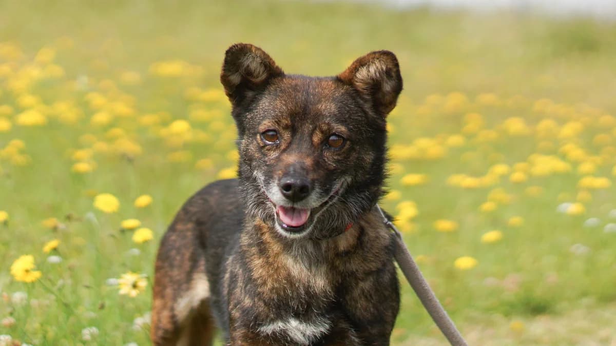 Rosalie,  Mixed Breed for adoption at TSV Gießen und Umgebung e.V., Gießen