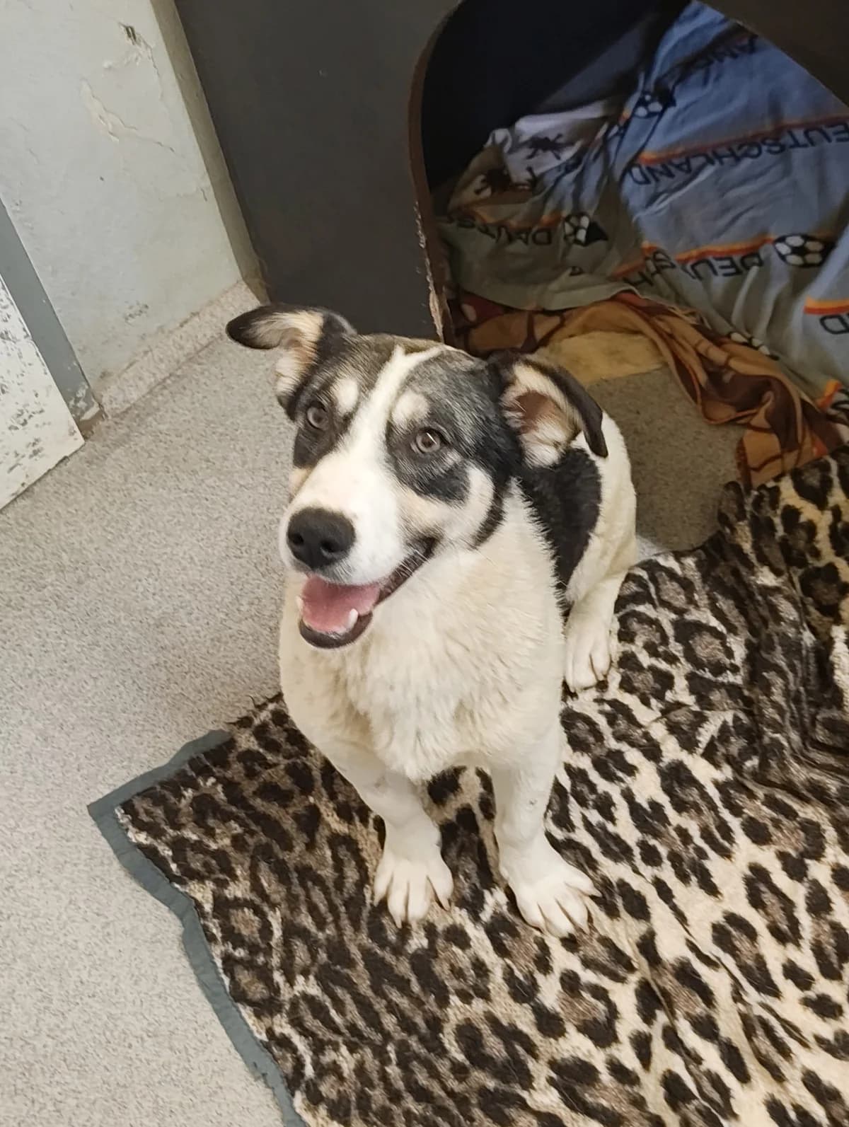 Samira, Mixed Breed (TSV Gießen und Umgebung e.V.)
