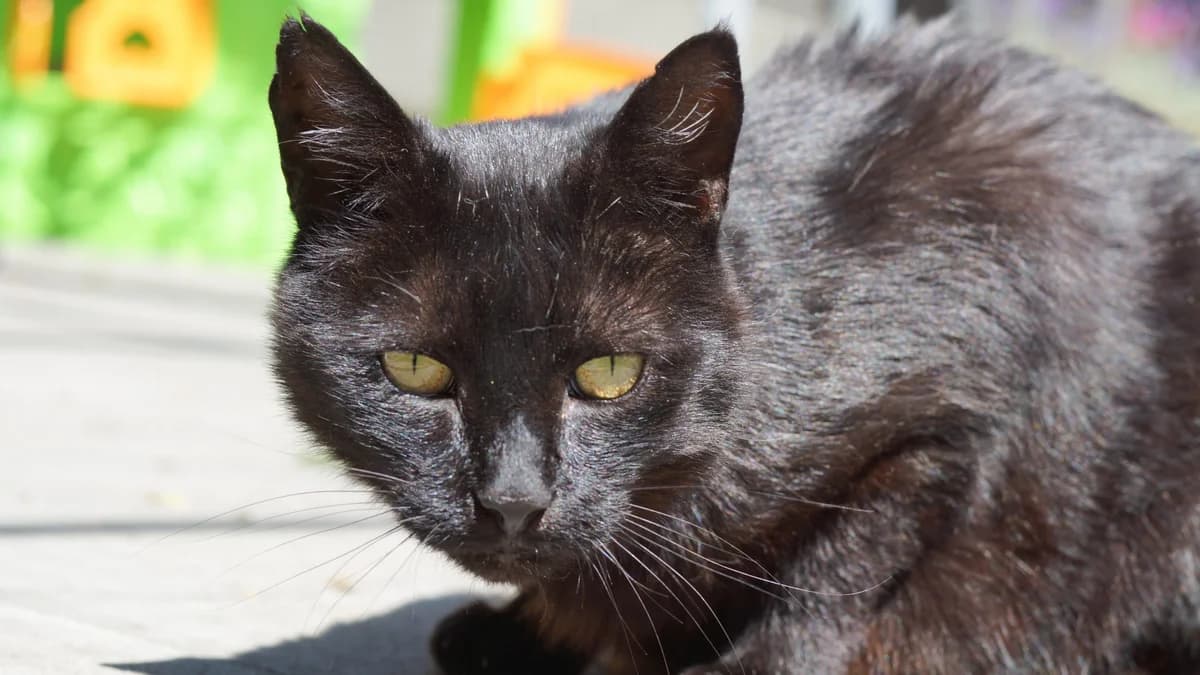 Samu,  Mixed Breed for adoption at TSV Gießen und Umgebung e.V., Gießen