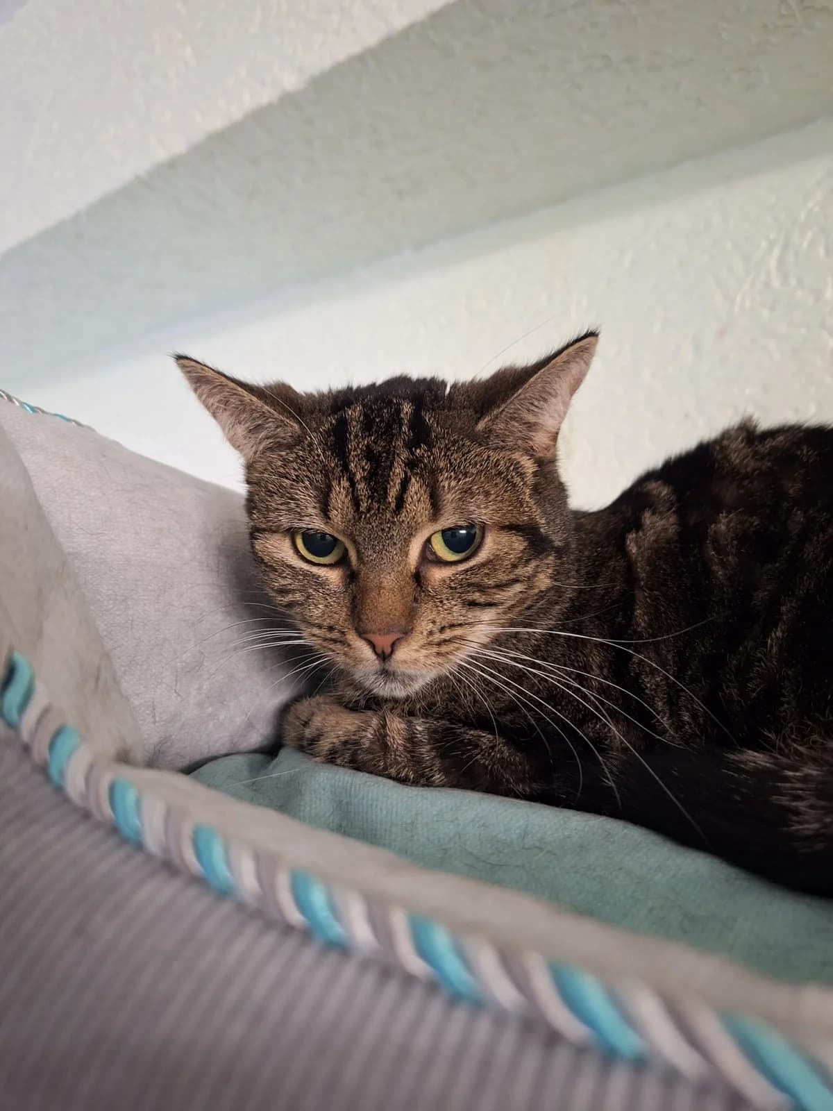 Shiva,  Mixed Breed for adoption at TSV Gießen und Umgebung e.V., Gießen