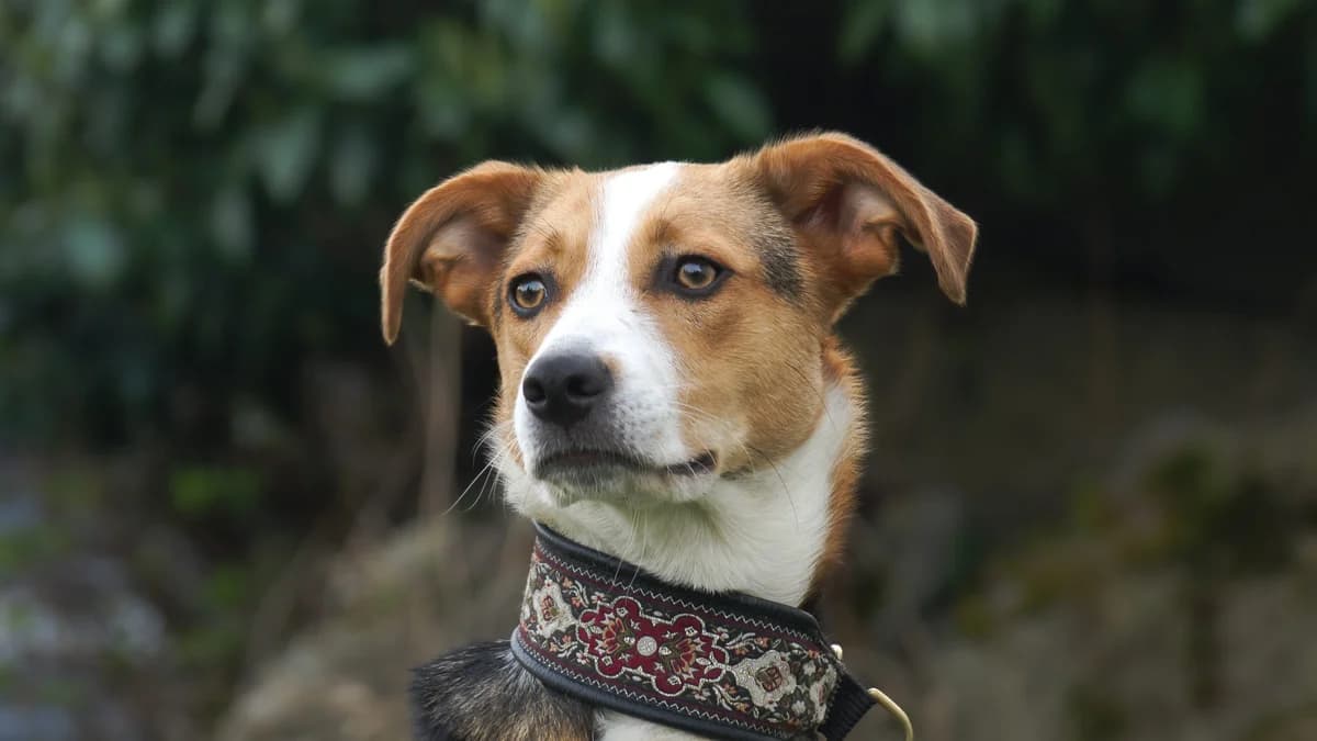 Snickers,  Mixed Breed for adoption at TSV Gießen und Umgebung e.V., Gießen