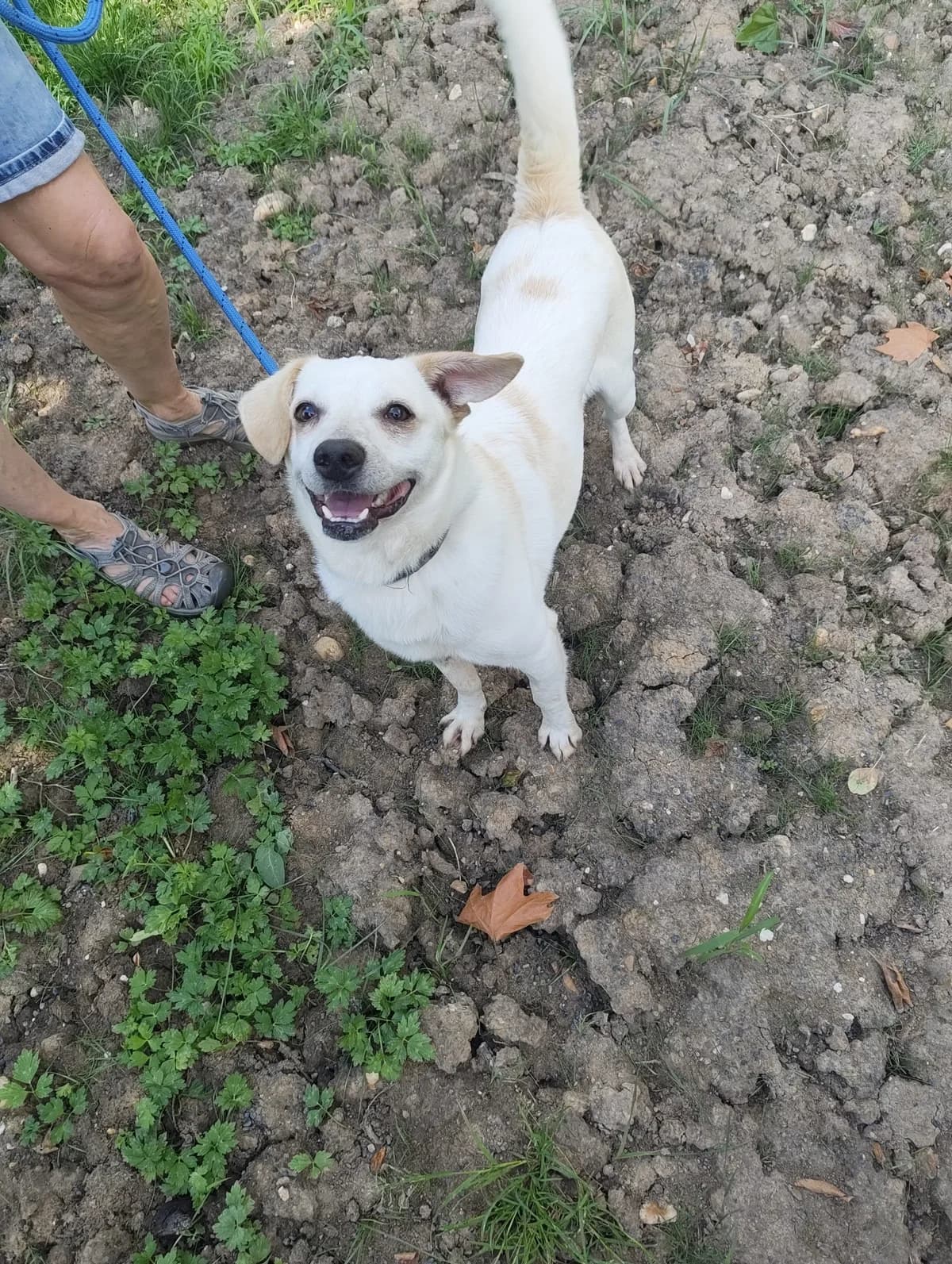Snow,  Mixed Breed for adoption at TSV Gießen und Umgebung e.V., Gießen