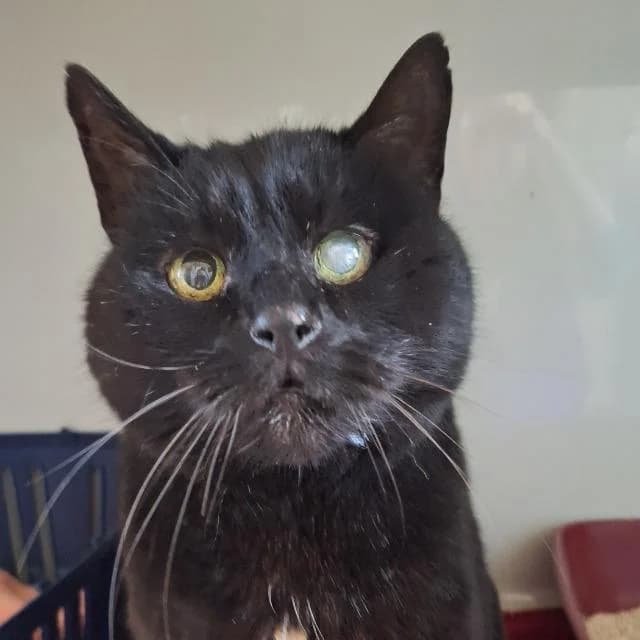 Snowball,  Mixed Breed for adoption at TSV Gießen und Umgebung e.V., Gießen