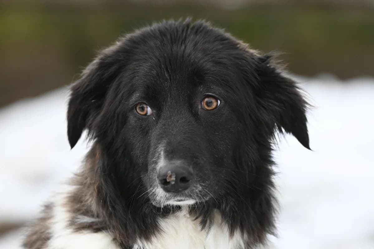 Sprotte,  Mixed Breed for adoption at TSV Gießen und Umgebung e.V., Gießen