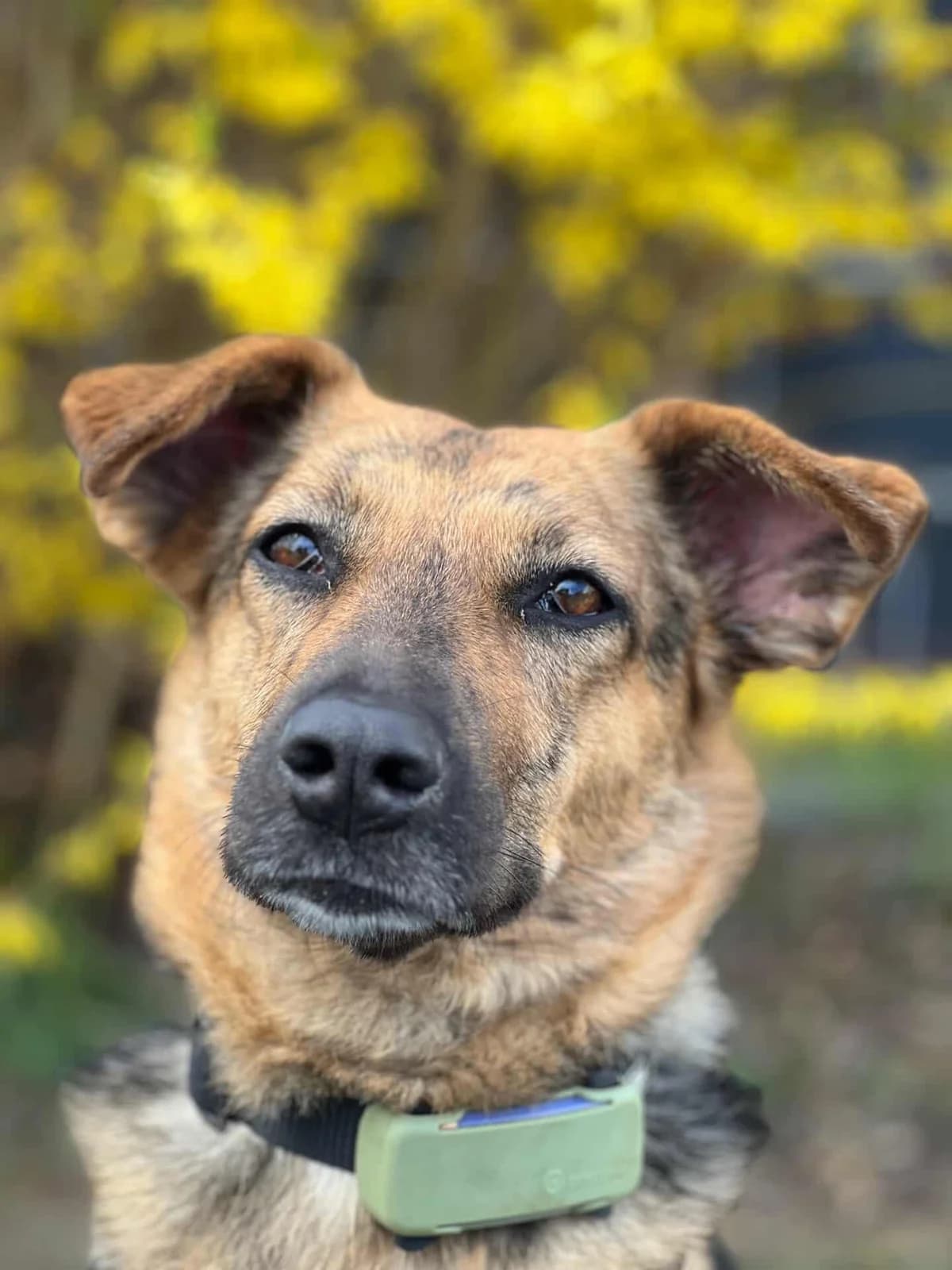 Stella,  Mixed Breed for adoption at TSV Gießen und Umgebung e.V., Gießen