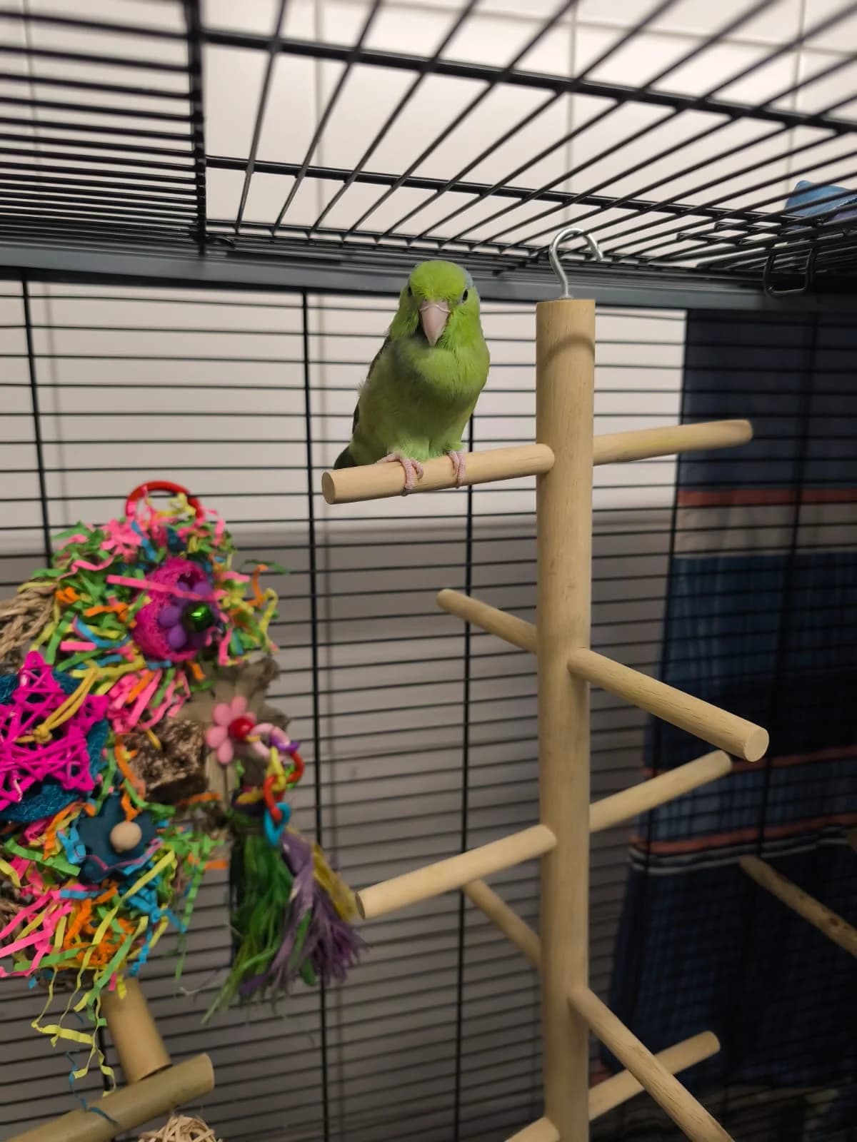 Sugar,  Mixed Breed for adoption at TSV Gießen und Umgebung e.V., Gießen