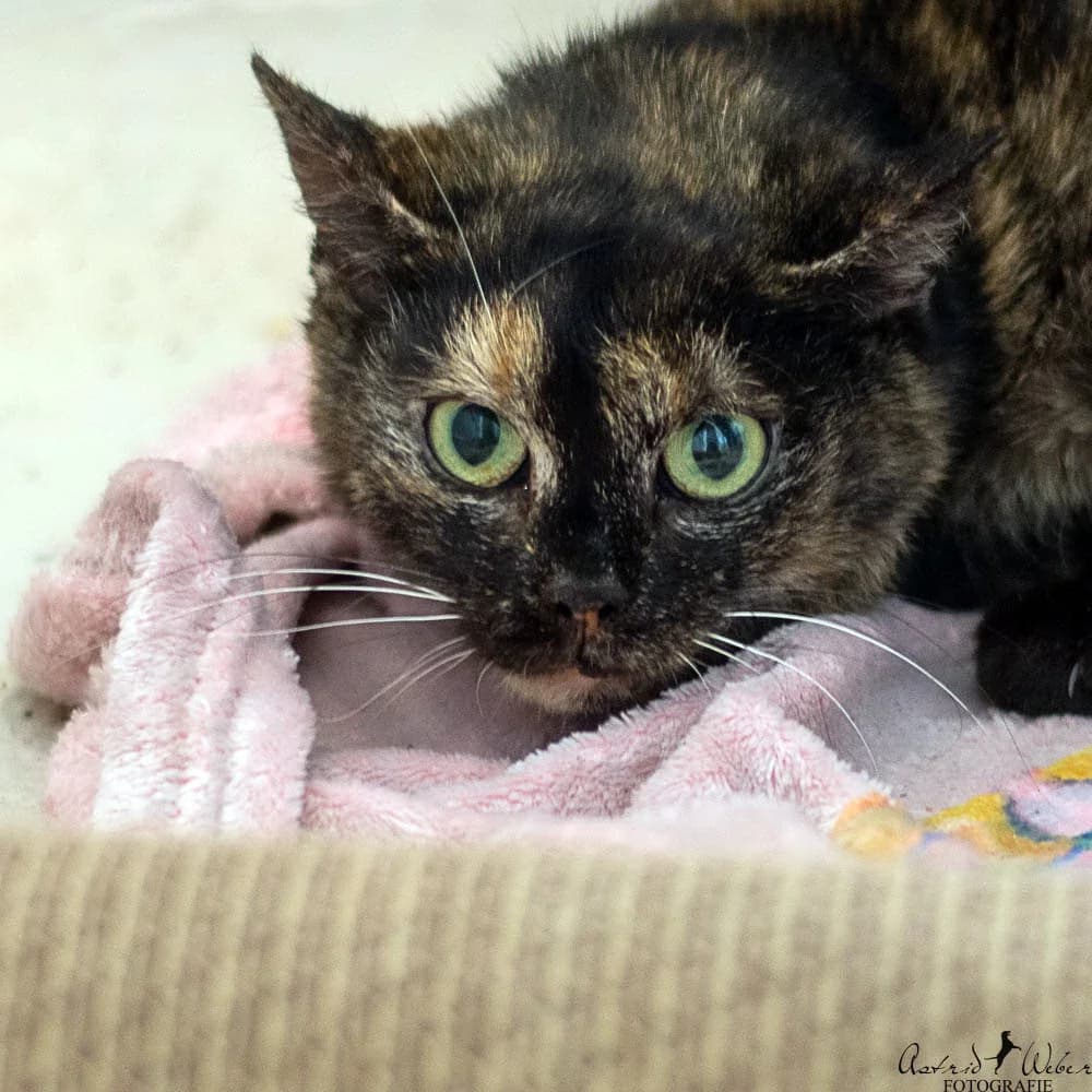 Susi (sucht Paten),  Mixed Breed for adoption at TSV Gießen und Umgebung e.V., Gießen