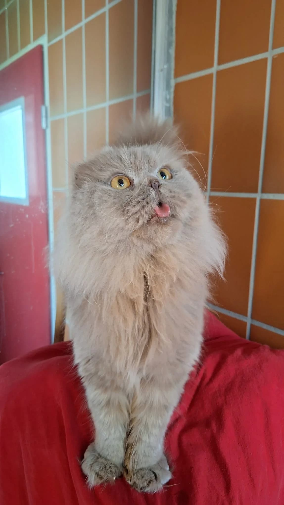 Tabby,  Mixed Breed for adoption at TSV Gießen und Umgebung e.V., Gießen