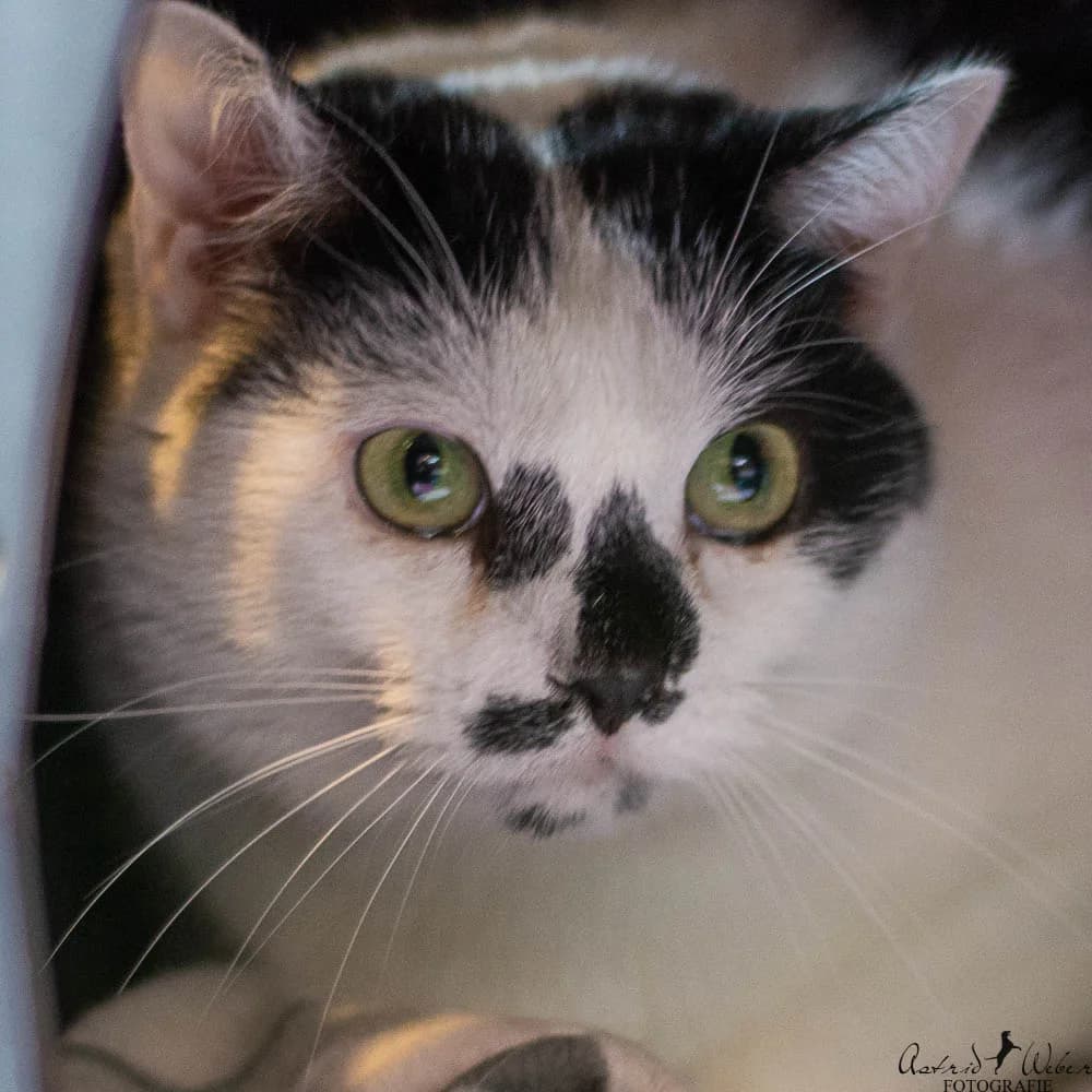 Tina (sucht Paten),  Mixed Breed for adoption at TSV Gießen und Umgebung e.V., Gießen
