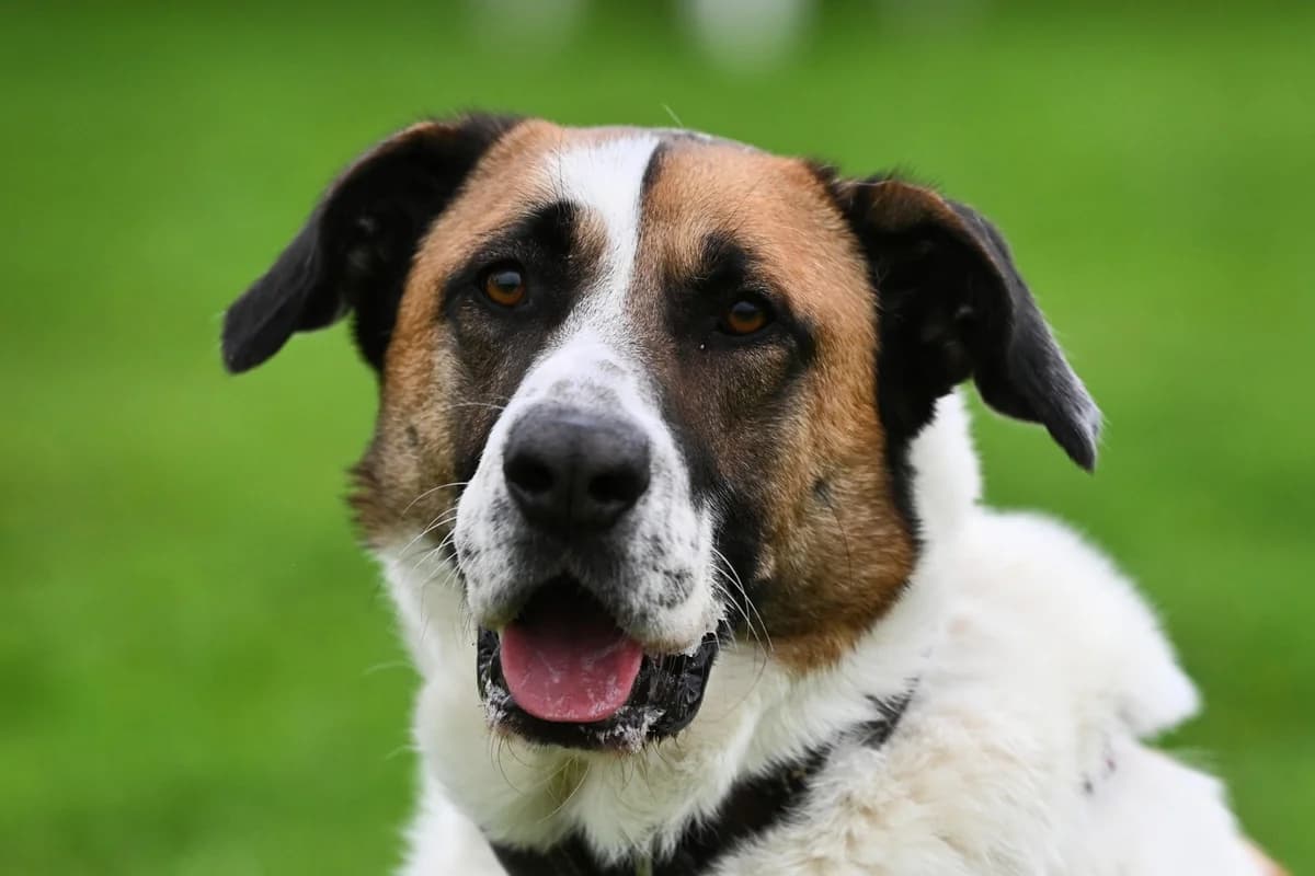 Trolli, Mixed Breed for adoption at TSV Gießen und Umgebung e.V., Gießen