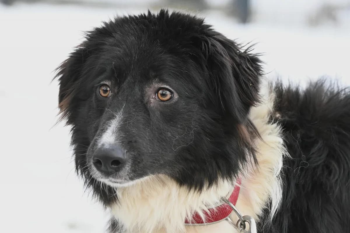 Trude,  Mixed Breed for adoption at TSV Gießen und Umgebung e.V., Gießen