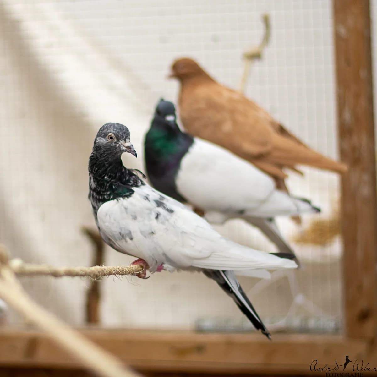 Unsere Tauben,  Mixed Breed for adoption at TSV Gießen und Umgebung e.V., Gießen