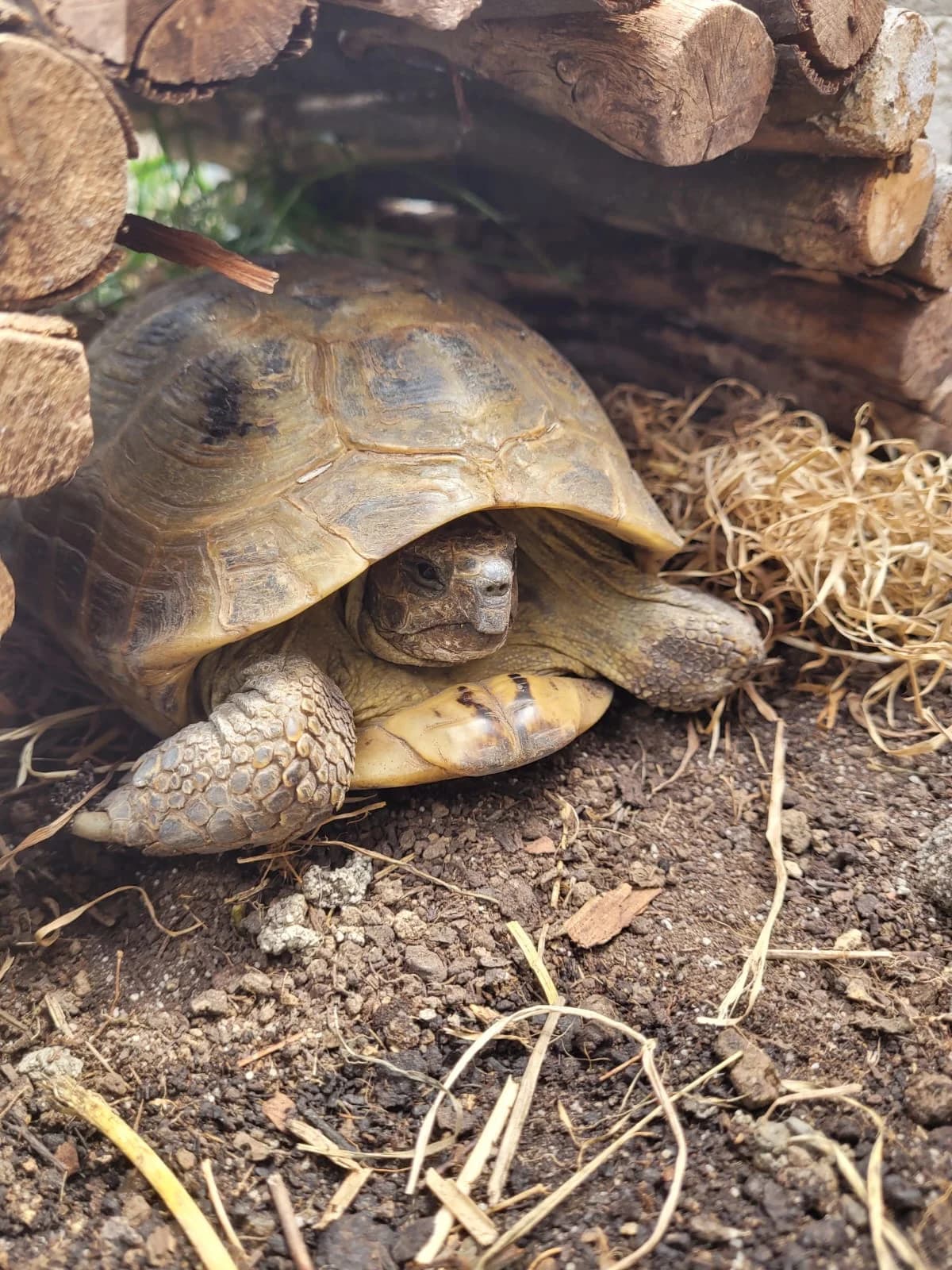 Vladimir,  Mixed Breed for adoption at TSV Gießen und Umgebung e.V., Gießen
