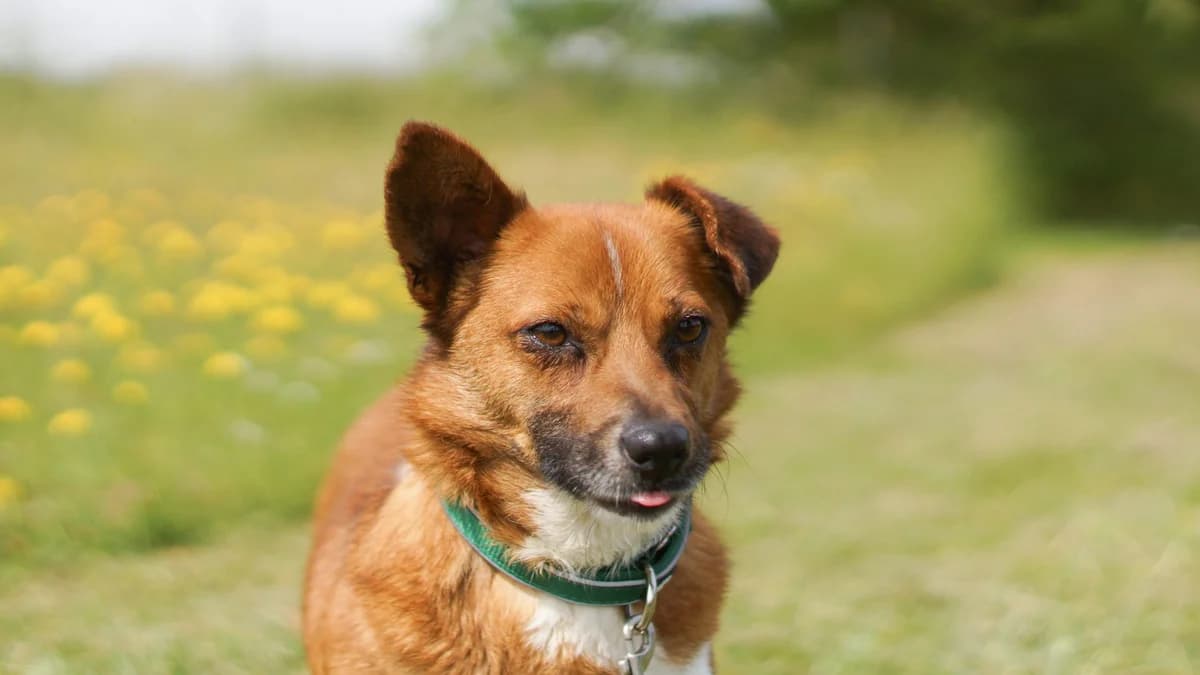 Watson,  Mixed Breed for adoption at TSV Gießen und Umgebung e.V., Gießen