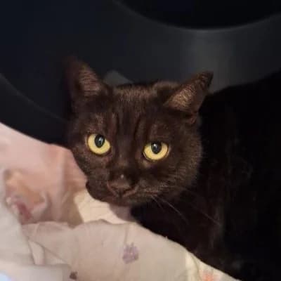 Yami,  Mixed Breed for adoption at TSV Gießen und Umgebung e.V., Gießen