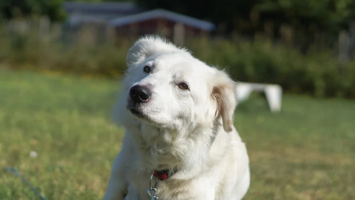 Yeti,  Mixed Breed for adoption at TSV Gießen und Umgebung e.V., Gießen