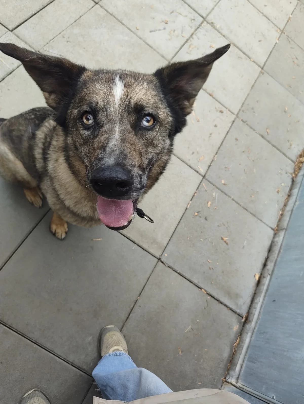 Zeus,  Mixed Breed for adoption at TSV Gießen und Umgebung e.V., Gießen