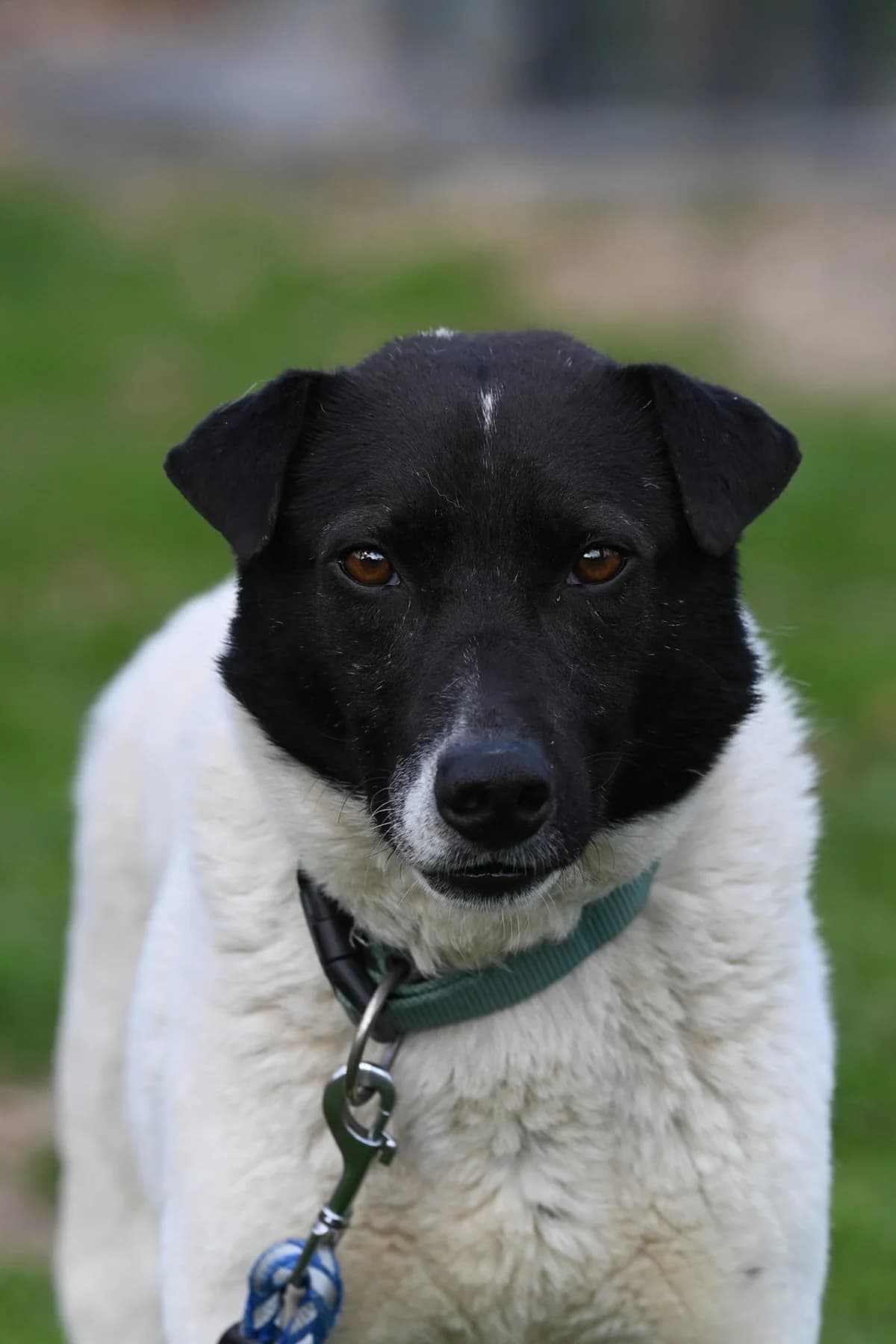 Zisko – reserviert,  Mixed Breed for adoption at TSV Gießen und Umgebung e.V., Gießen