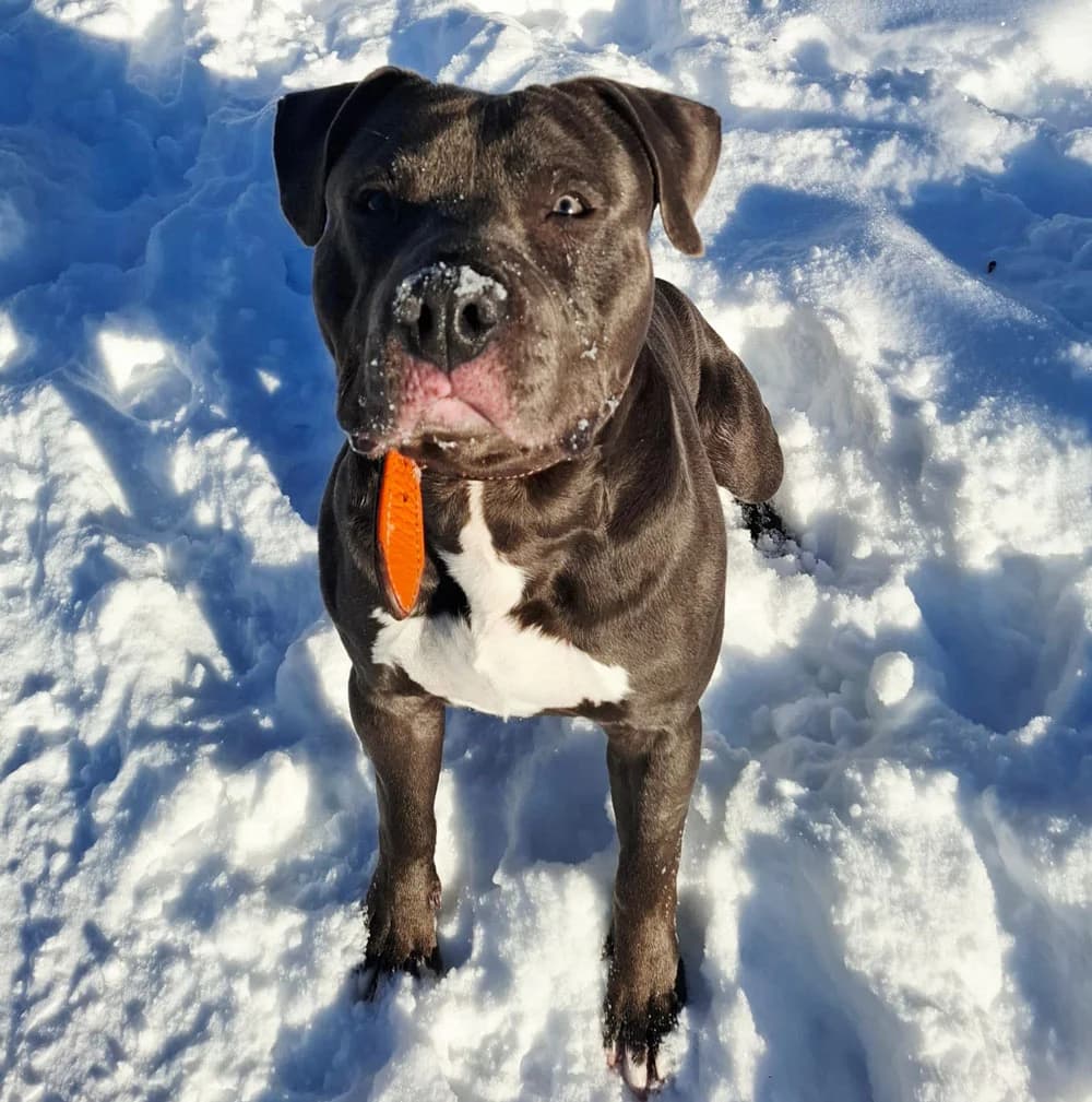 Bolle, male young Mixed Breed for adoption at Tierschutzverein Goslar
