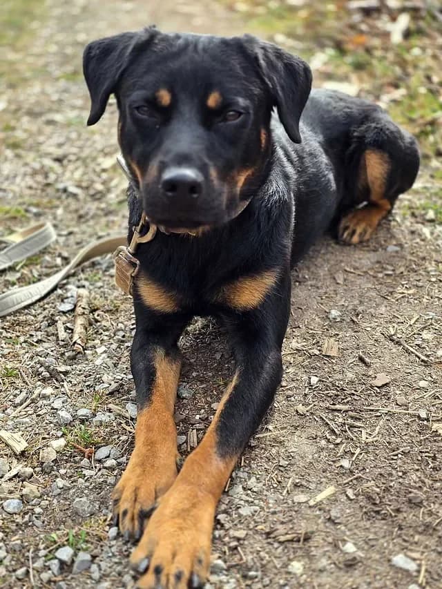 Bolle, Mixed Breed (Tierschutzverein Goslar)