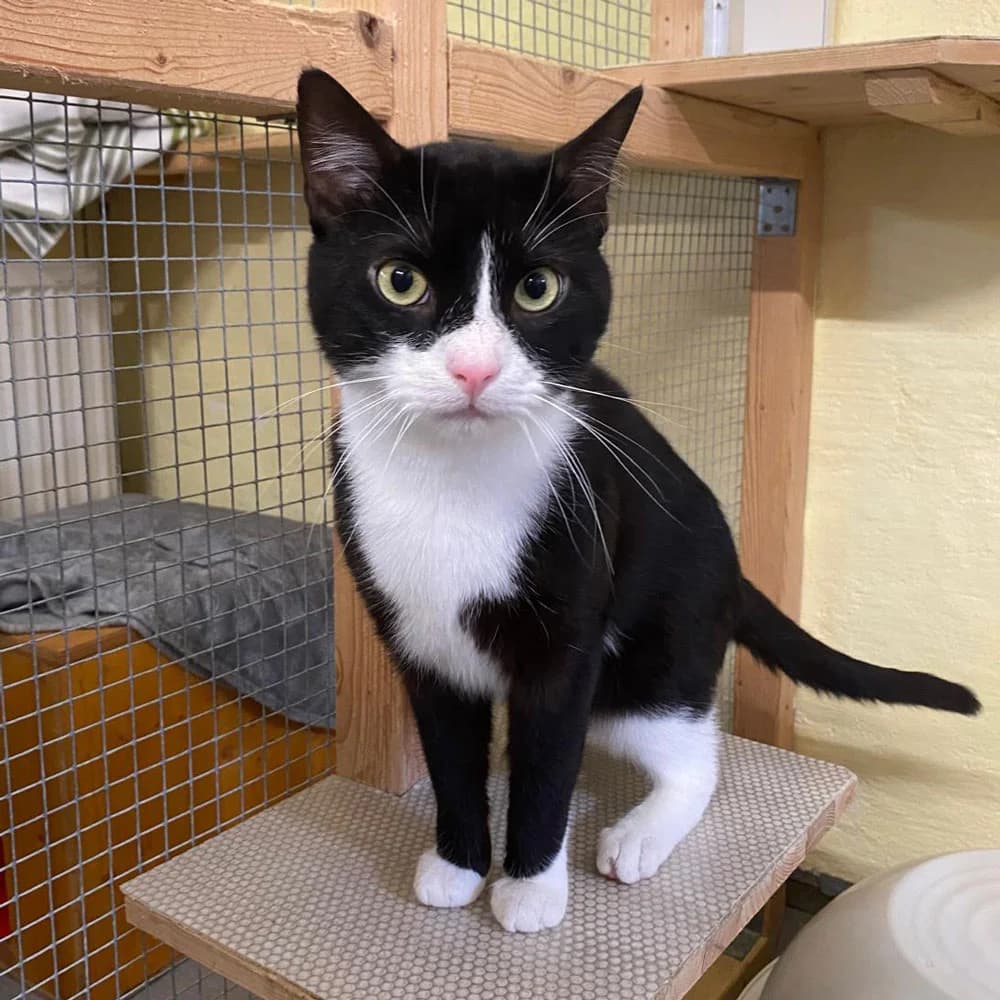Mogli, male 3yo mixed breed for adoption at Tierschutzverein Goslar