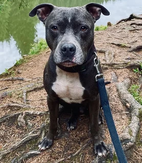 Bolle, Mixed Breed (Tierschutzverein Goslar)