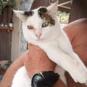 Nala, Mixed Breed (Tierschutzverein Leise-Pfoten e.V.)