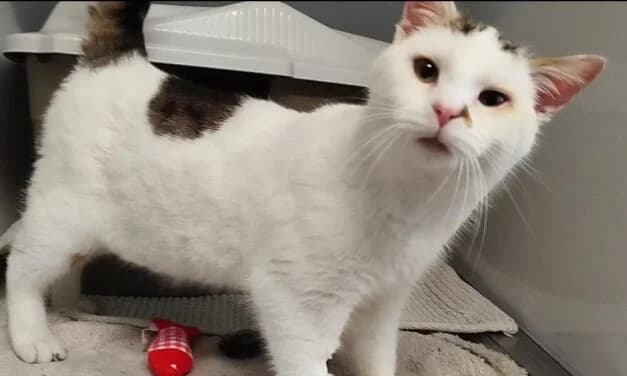 Findus,  Mixed Breed for adoption at Tierschutzverein Hochsauerlandkreis
