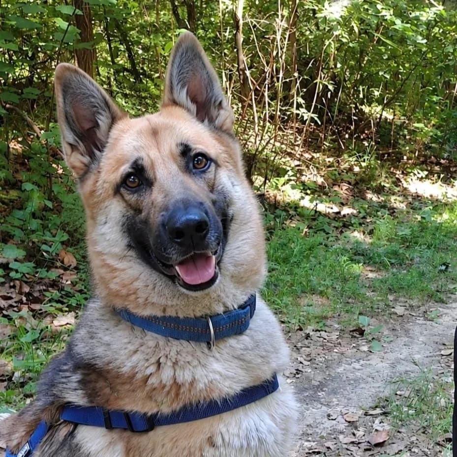 Benji, female Belgian Malinois for adoption at Tierschutzverein Meiningen, Meiningen