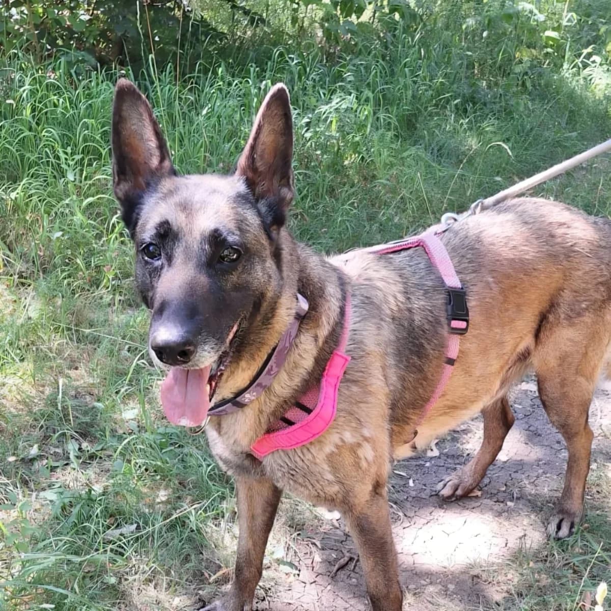 Luna, female senior Belgian Malinois for adoption at Tierschutzverein Meiningen, Meiningen