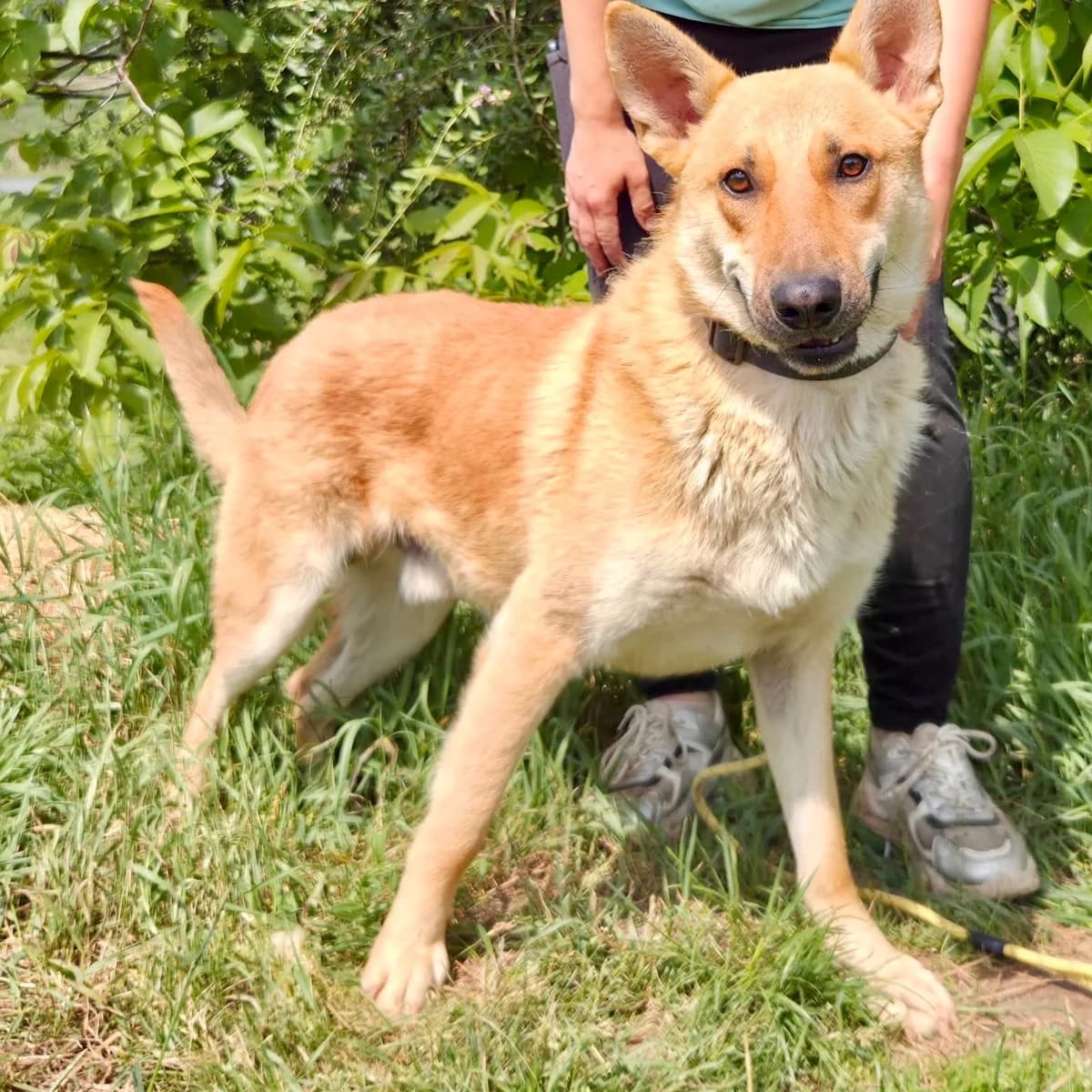 Tim, male young Mixed Breed for adoption at Tierschutzverein Südkreta e.V.
