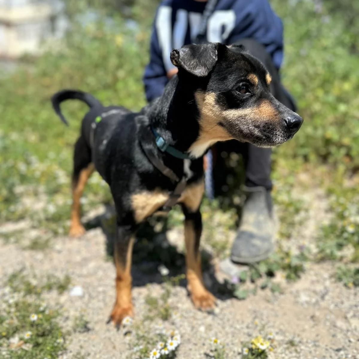 Jerry, male 5yo Mixed Breed for adoption at Tierschutzverein Südkreta e.V.
