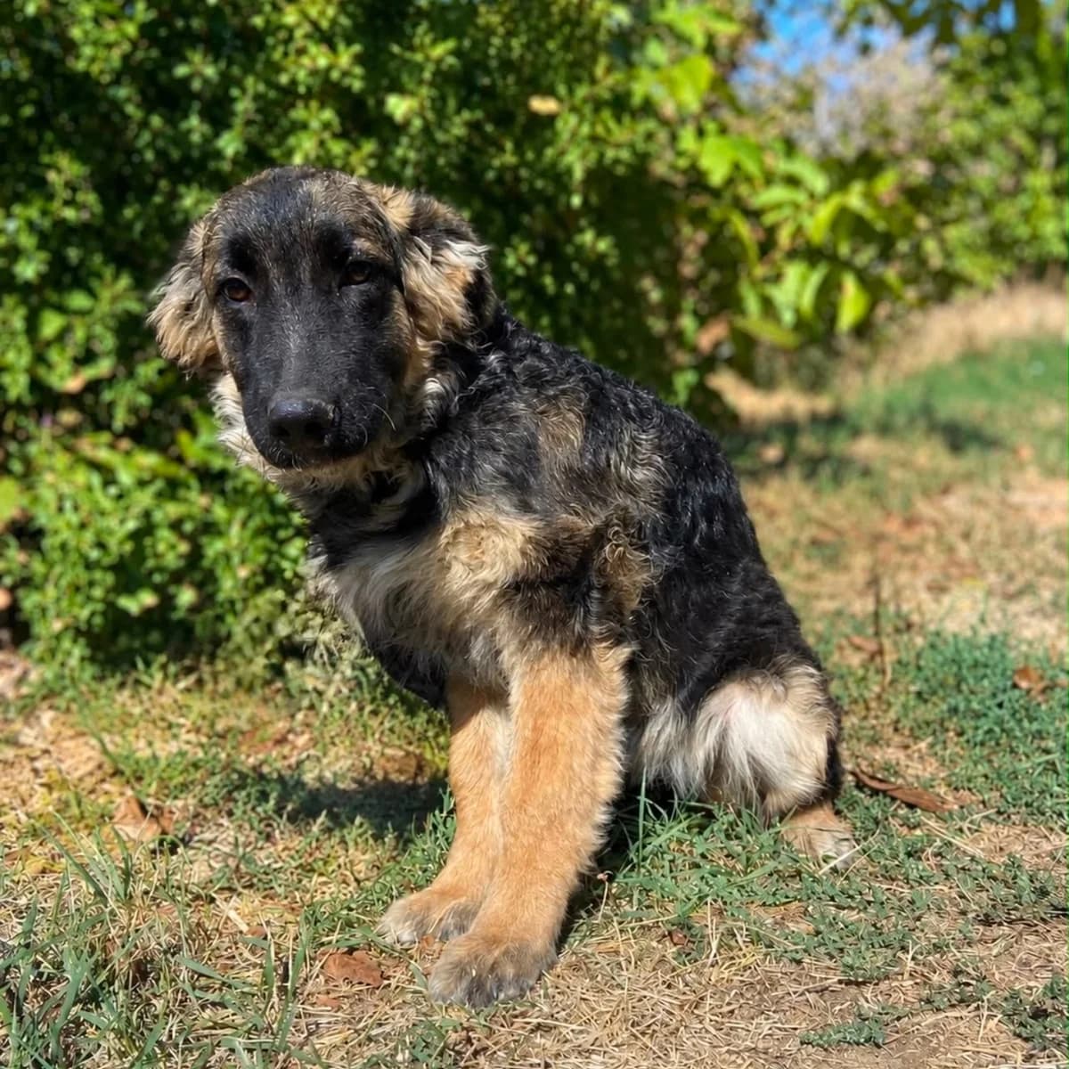 Lara, female puppy German Shepherd for adoption at Tierschutzverein Südkreta e.V.