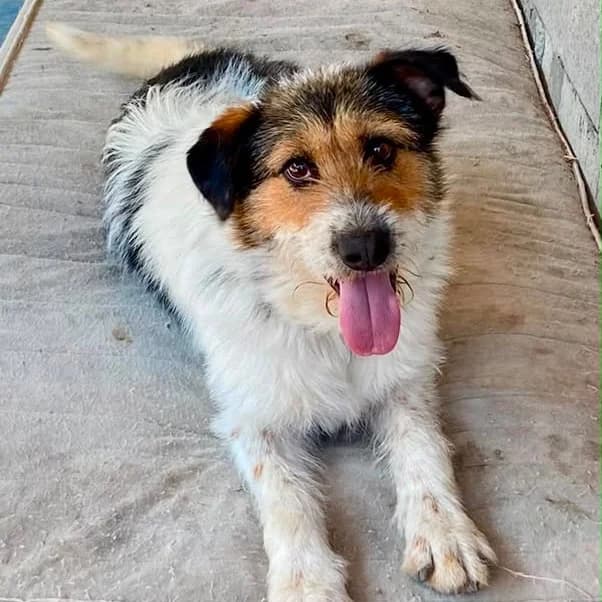 Edison, male young Mixed Breed for adoption at Tierschutzverein Südkreta e.V.
