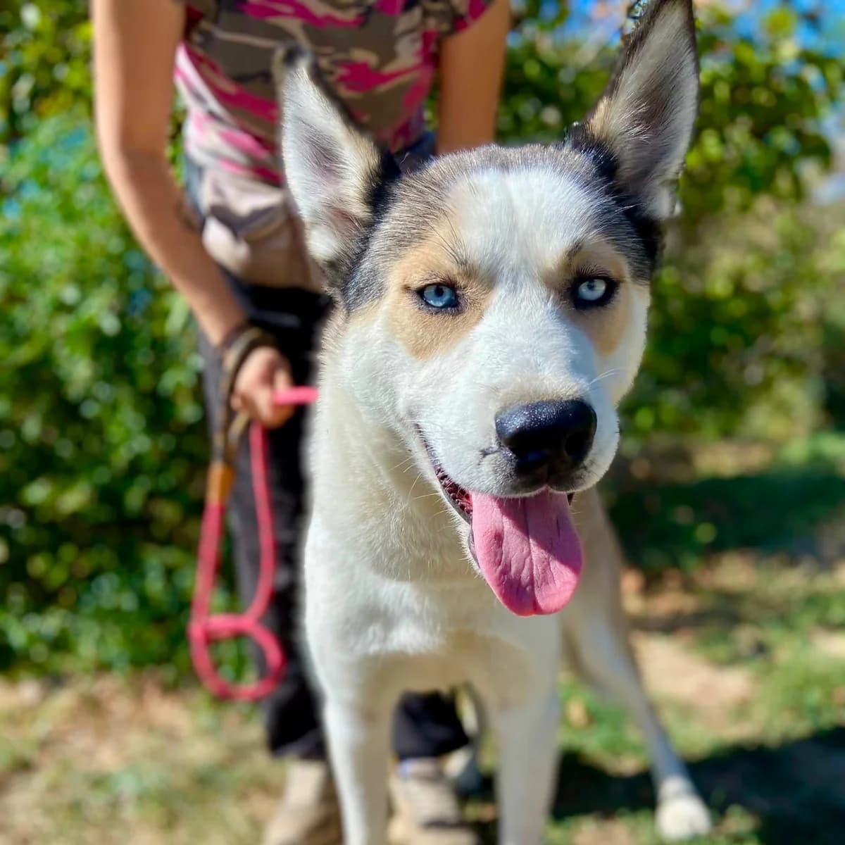 Shadow, male young Mixed Breed for adoption at Tierschutzverein Südkreta e.V.