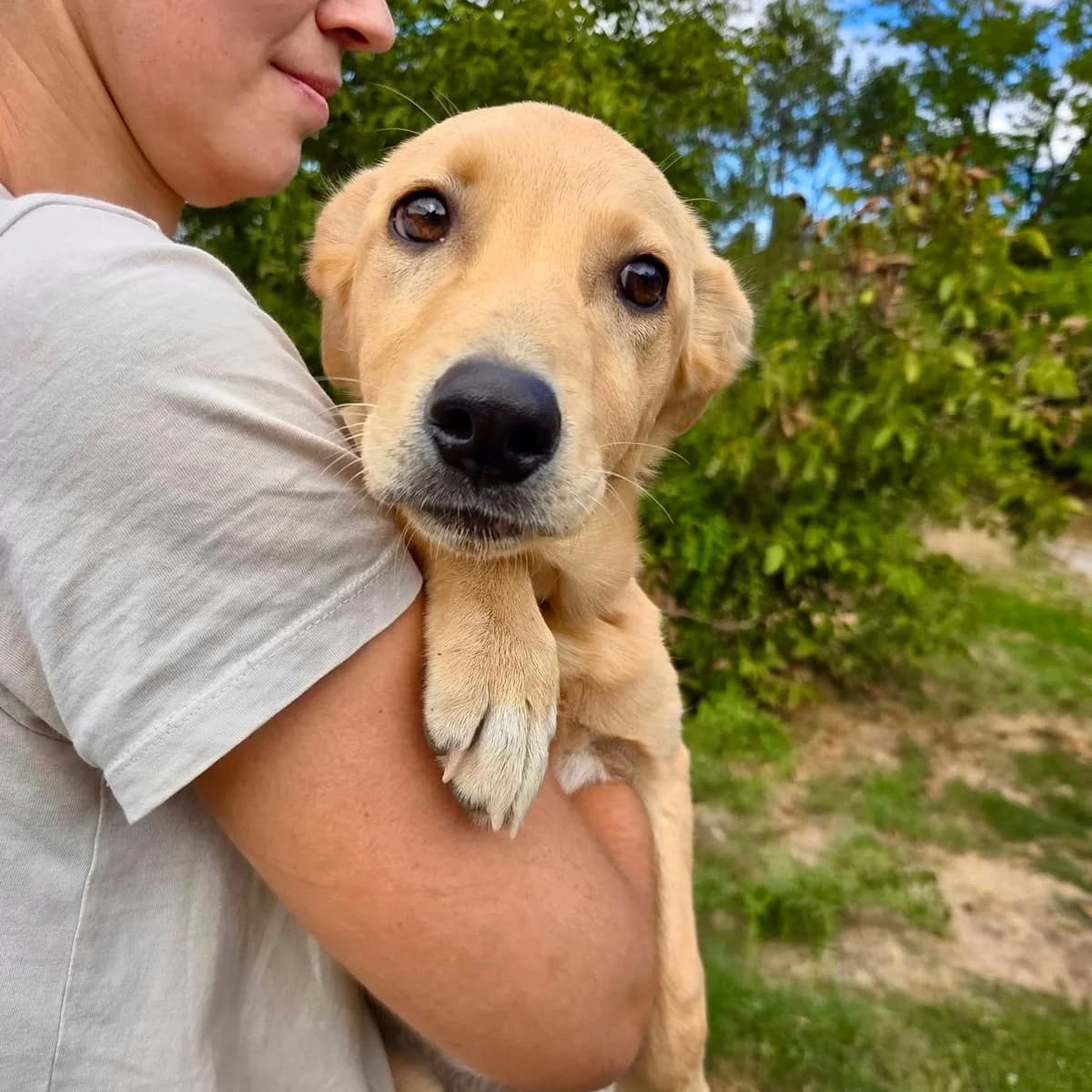 Shirley, beige female puppy Mixed Breed for adoption at Tierschutzverein Südkreta e.V.